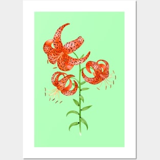 Tiger Lilies (Lilium lancifolium) Posters and Art